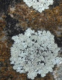 Lecanora muralis image