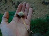Conocybe tenera image