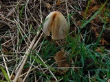 Conocybe apala image