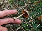 Conocybe apala image