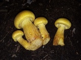 Gymnopilus validipes image