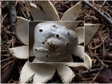 Myriostoma coliforme image
