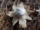 Myriostoma coliforme image