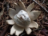Myriostoma coliforme image