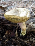 Hortiboletus engelii image