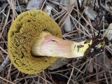 Hortiboletus engelii image
