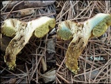 Hortiboletus engelii image