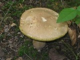 Boletus pallidus image