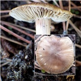 Inocybe godeyi image