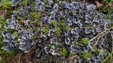Peltigera praetextata image
