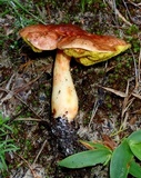 Aureoboletus auriporus image