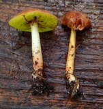 Aureoboletus auriporus image
