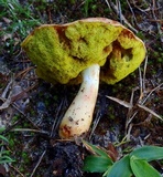 Aureoboletus auriporus image