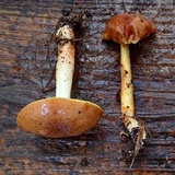 Aureoboletus auriporus image
