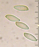 Aureoboletus auriporus image