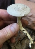 Clitopilus prunulus image