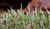 Cladonia ochrochlora image