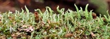 Cladonia ochrochlora image