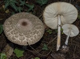 Chlorophyllum olivieri image