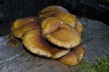 Pholiota limonella image