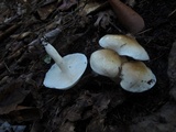 Hygrophorus tennesseensis image