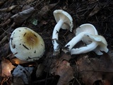 Hygrophorus tennesseensis image