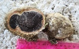 Scleroderma polyrhizum image