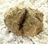 Scleroderma polyrhizum image