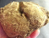 Scleroderma polyrhizum image