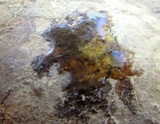 Scleroderma polyrhizum image