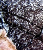 Scleroderma polyrhizum image