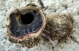 Scleroderma polyrhizum image