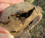 Scleroderma polyrhizum image