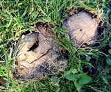 Scleroderma polyrhizum image