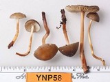 Mycena nivicola image