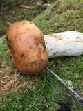 Russula grata image