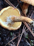 Suillus decipiens image