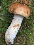 Russula grata image