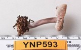 Mycena pura image