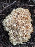 Sparassis crispa image