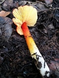 Hygrocybe acutoconica image