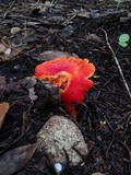 Hygrocybe acutoconica image