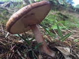Amanita brunneolocularis image
