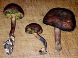 Boletellus pseudochrysenteroides image