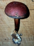 Boletellus pseudochrysenteroides image
