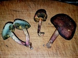 Boletellus pseudochrysenteroides image