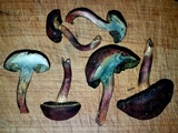 Boletellus pseudochrysenteroides image