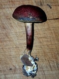 Boletellus pseudochrysenteroides image