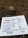 Amanita pachycolea image