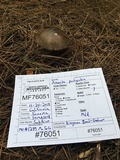 Amanita pachycolea image